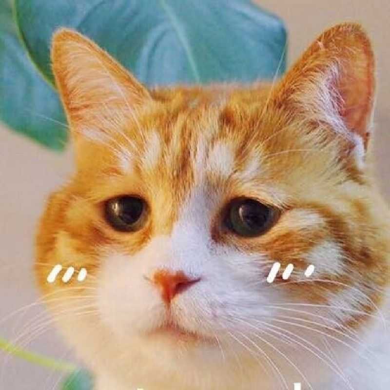 1184