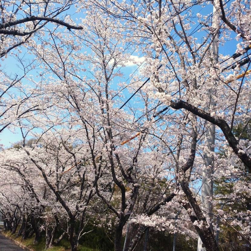 こんちわ。
昨日は天気がよかったので、お花見に行って来ました