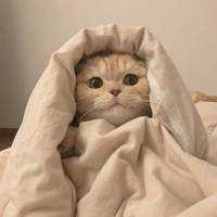 あらびすがす