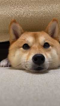 つとむ