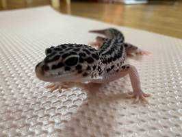 ユーザーアイコン