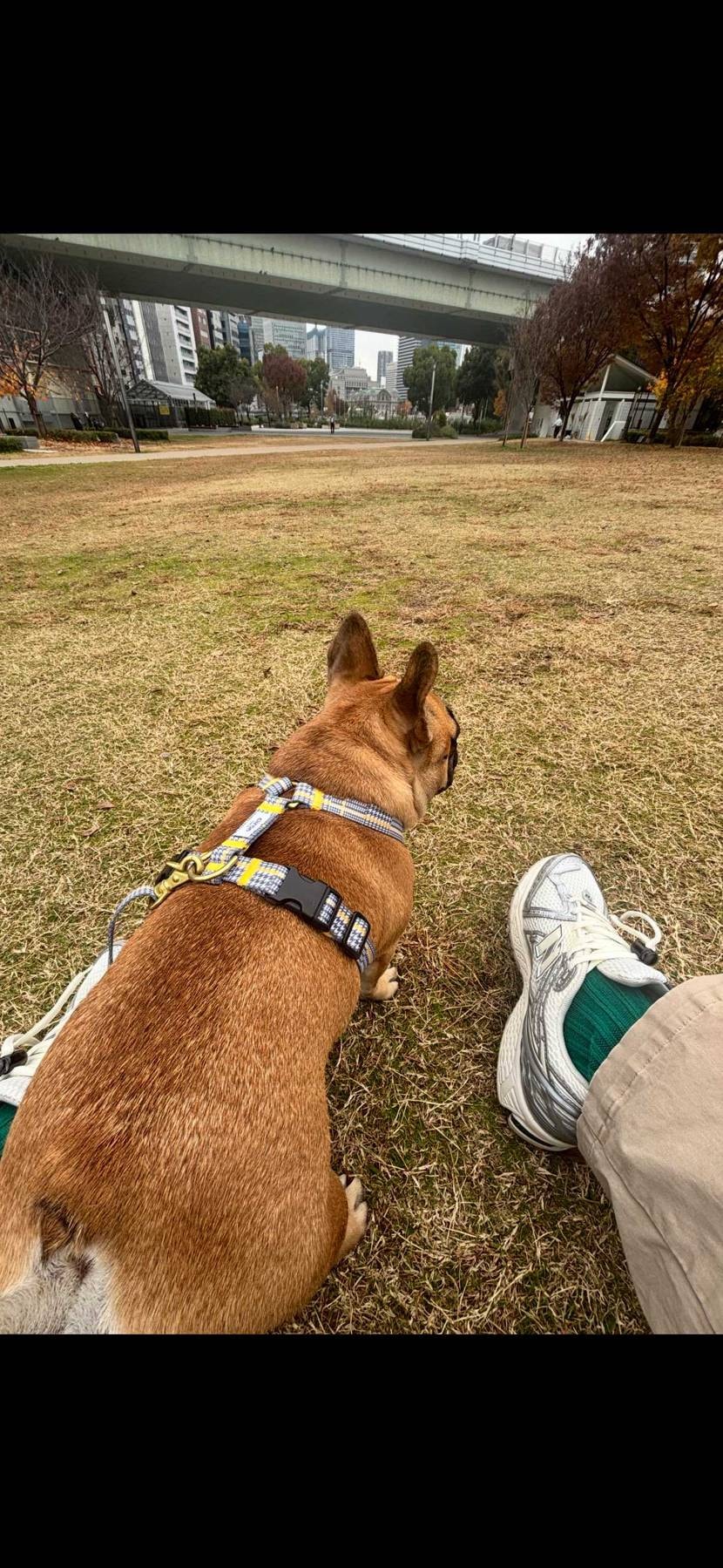 毎日見ても飽きない風景🏛️
毎日5kmぐらいの散歩にはNB