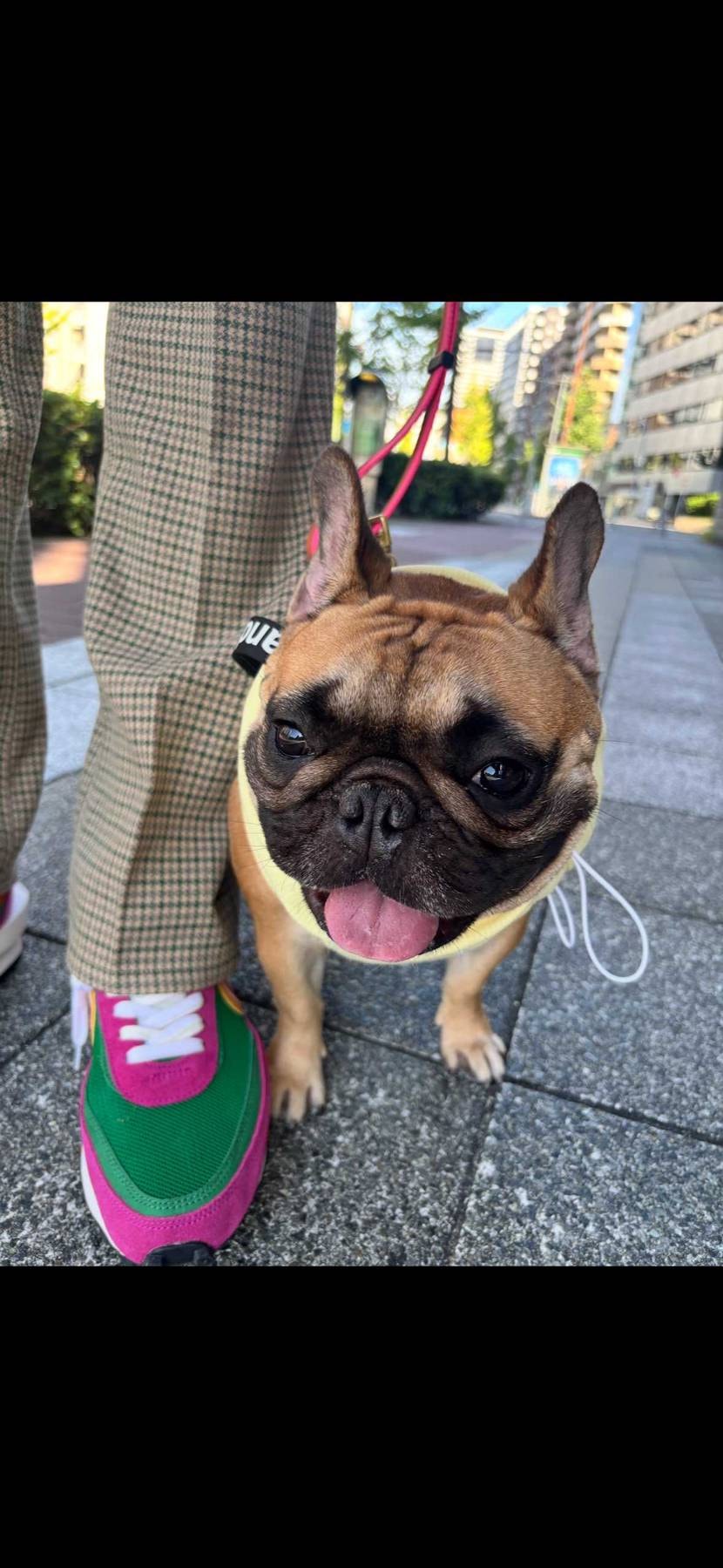 どーしても行きたそーなので保冷剤入りウェアで30分だけ散歩しました🐷🚶