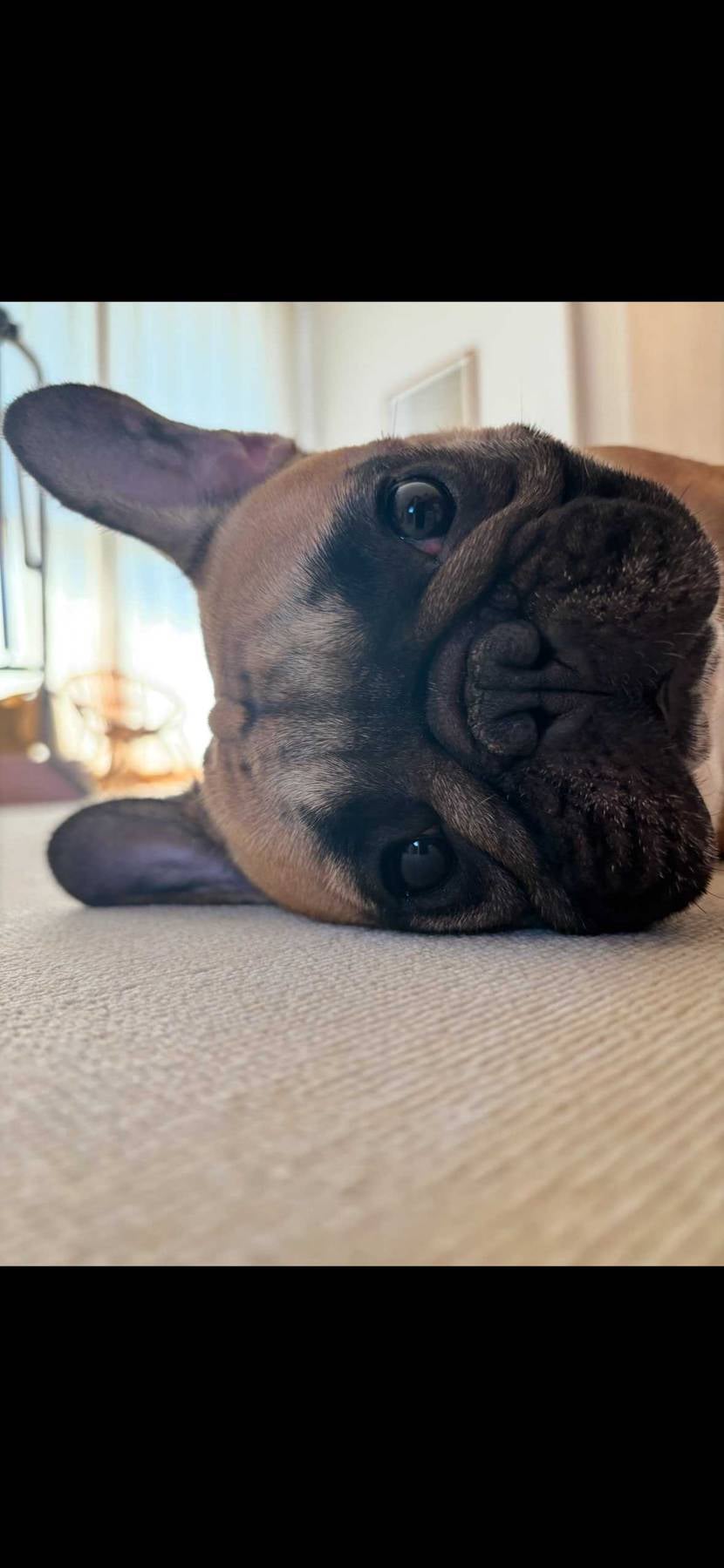 今日は🐷ちゃんお留守番でした💤