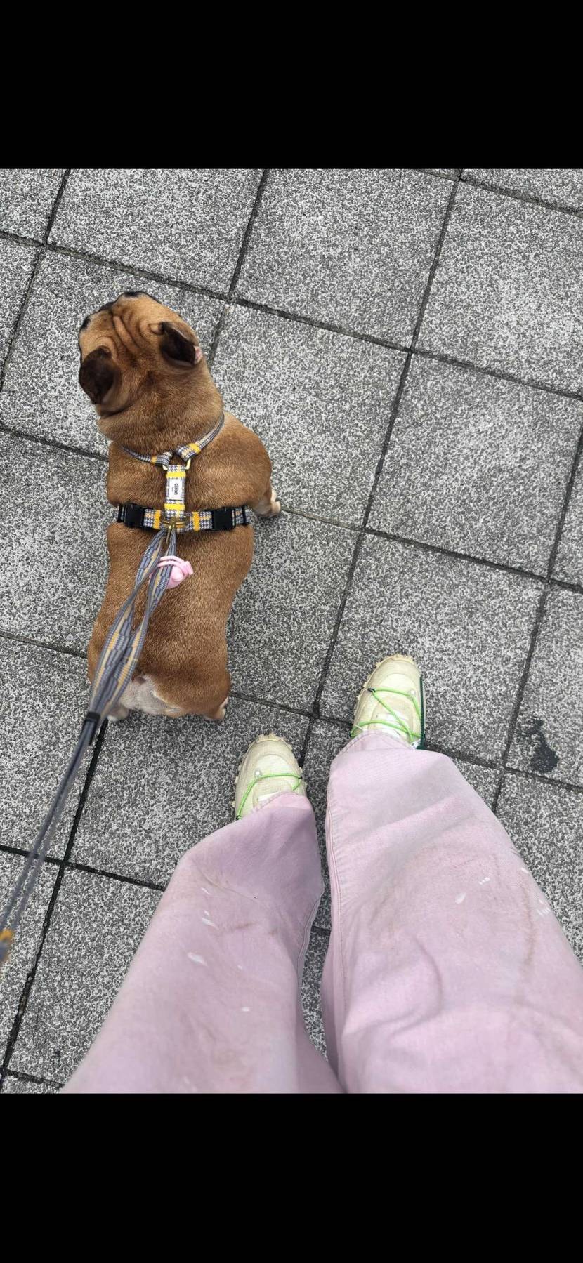 涼しくなって散歩の季節が戻ってきました🐷