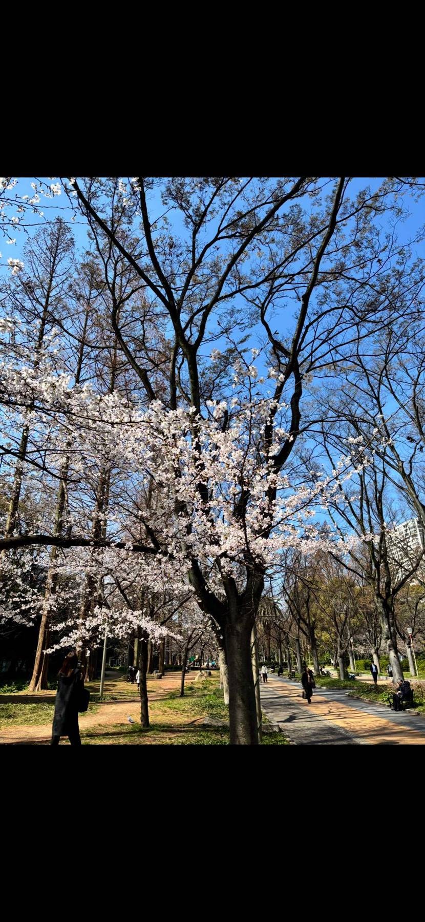 春ですね🌸
ワテも無事発送✌️