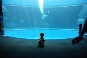 hal(出品者)
