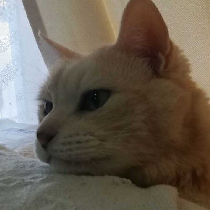 マヒロ