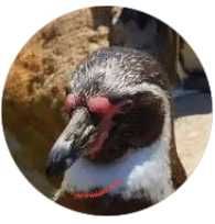 ☆Penguin☆
