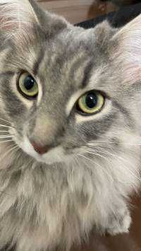 ユーザーアイコン