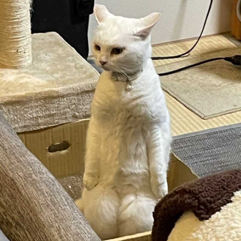 翔