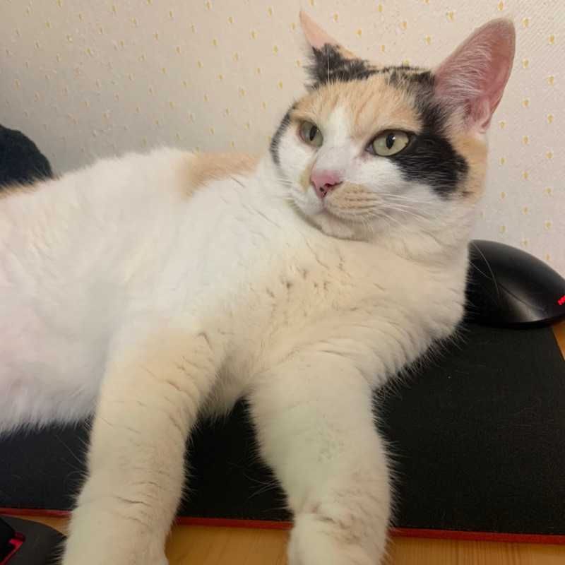 みーーーこ