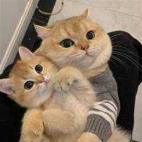 Noname001(出品者)
