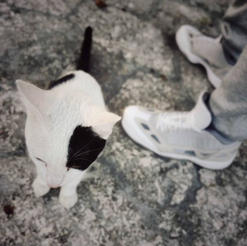野良と俺とIE🐈⬛👟