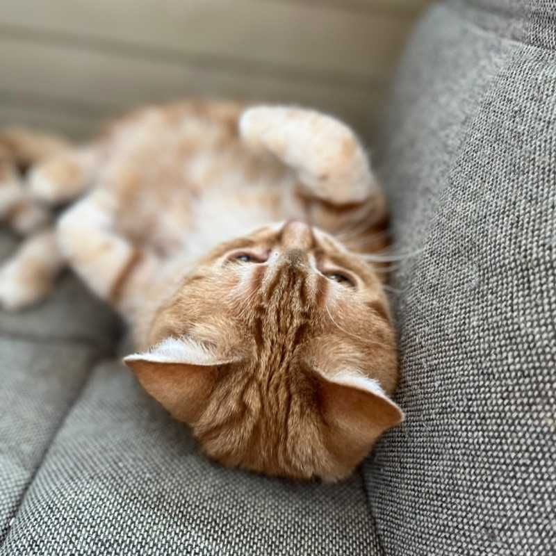 あつし