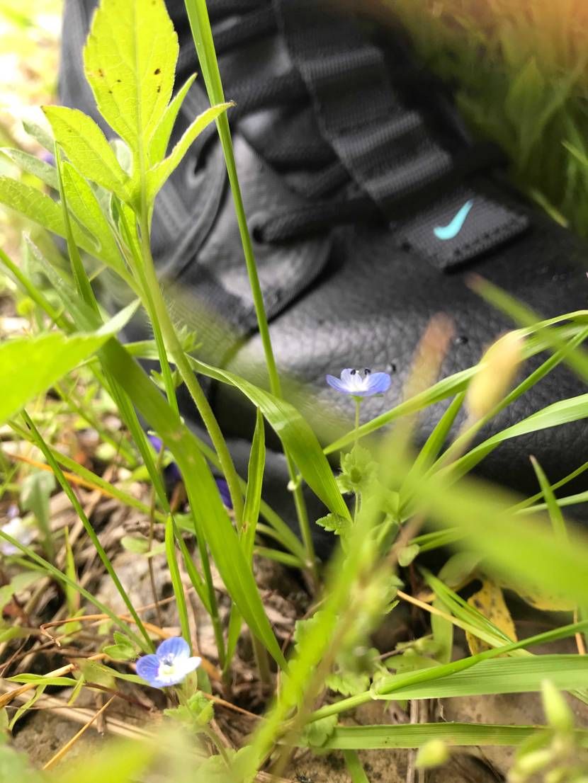 野に咲く花のようにーー
風に吹かれてーー

今日はスニ