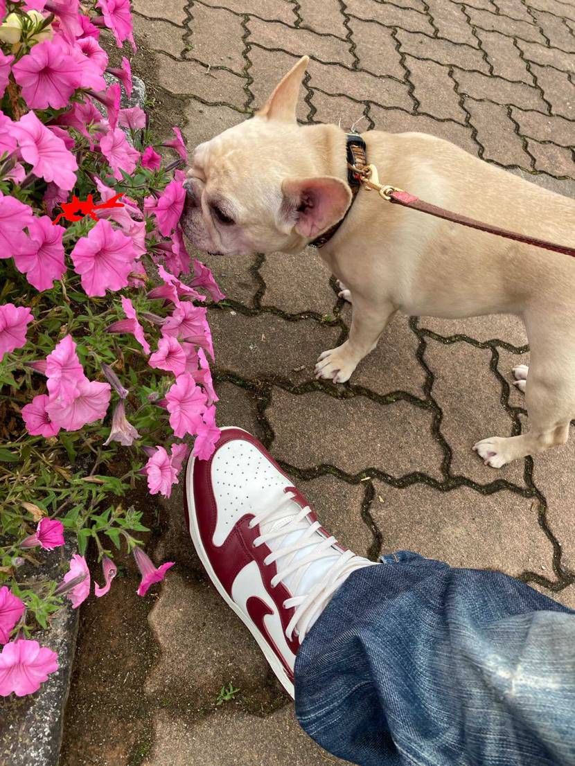 ファミコンダンクと犬ときょーしろー