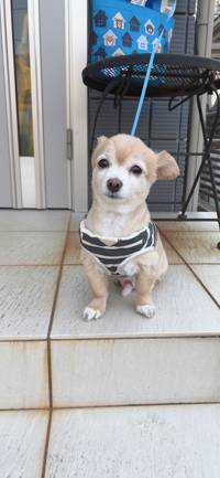 コテツ