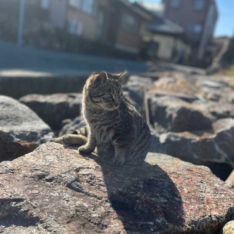 た