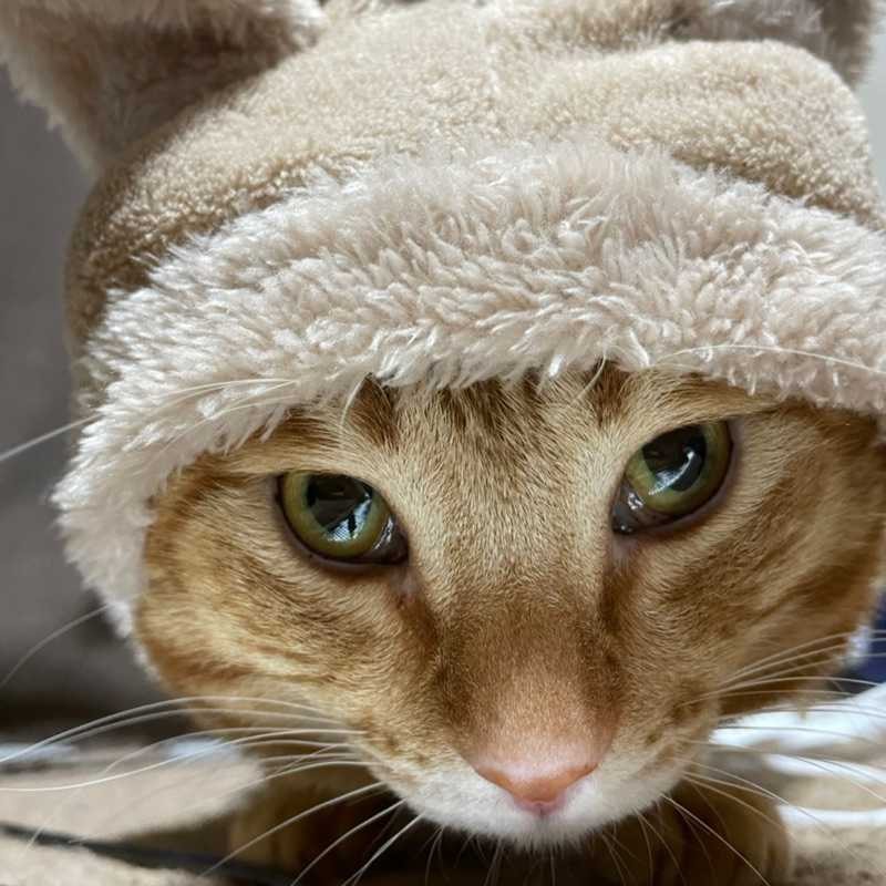 マナ