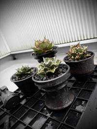 ユーザーアイコン