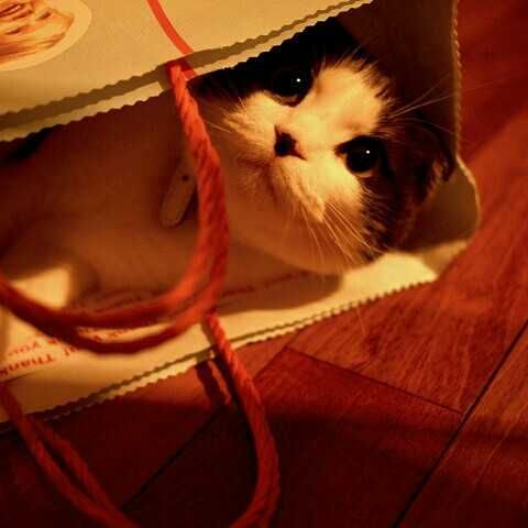 クロぶち(出品者)