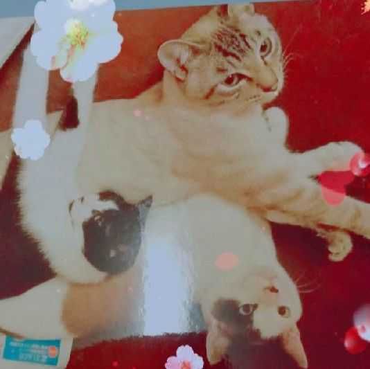 ナオ