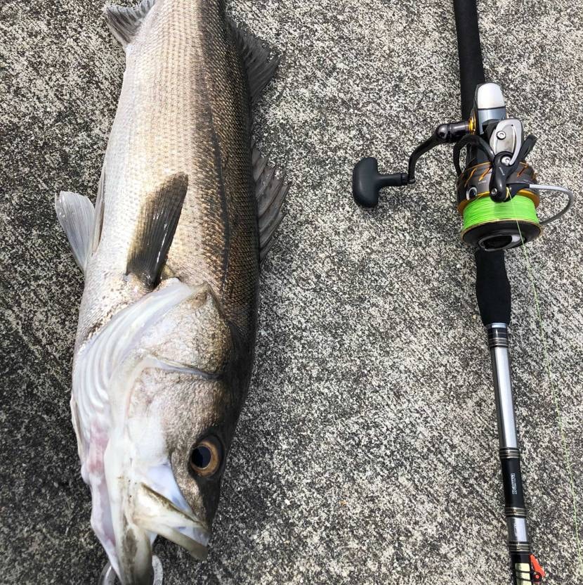 今日の釣果❗️
まさかのマル。
残念ながらヒラ狙いなので