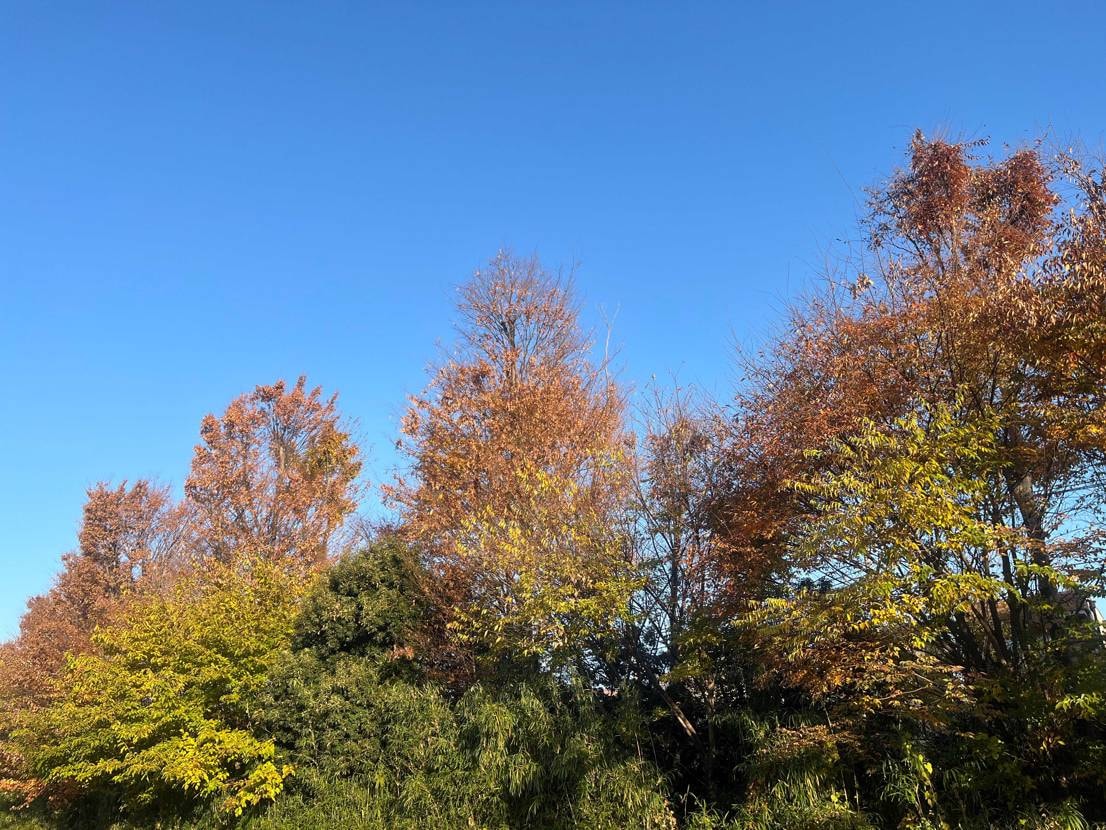 朝散歩gel3
澄んだ空気が最高です。