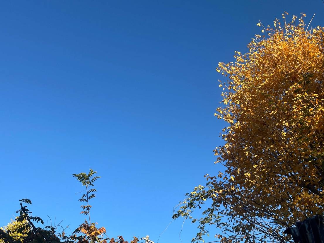 朝散歩。
カウレザーのアッパーがとても快適。