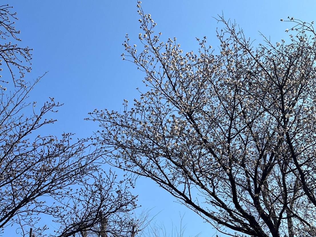 今日もGEL3散歩
桜も来週かな