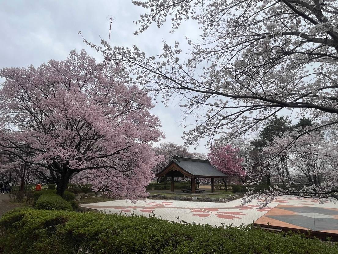 今日は弾丸帰省。
雨が降る前に桜を見ておこう