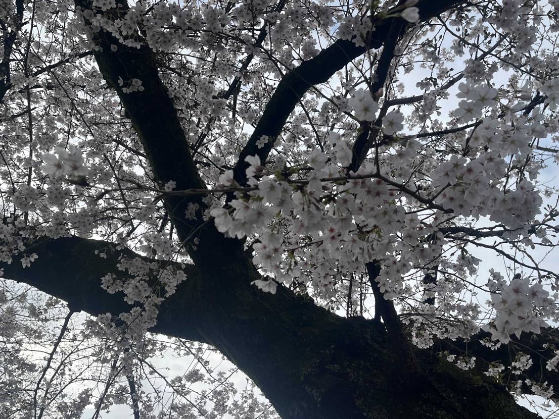 久々シリーズでn9000 mita
桜も良い感じですな