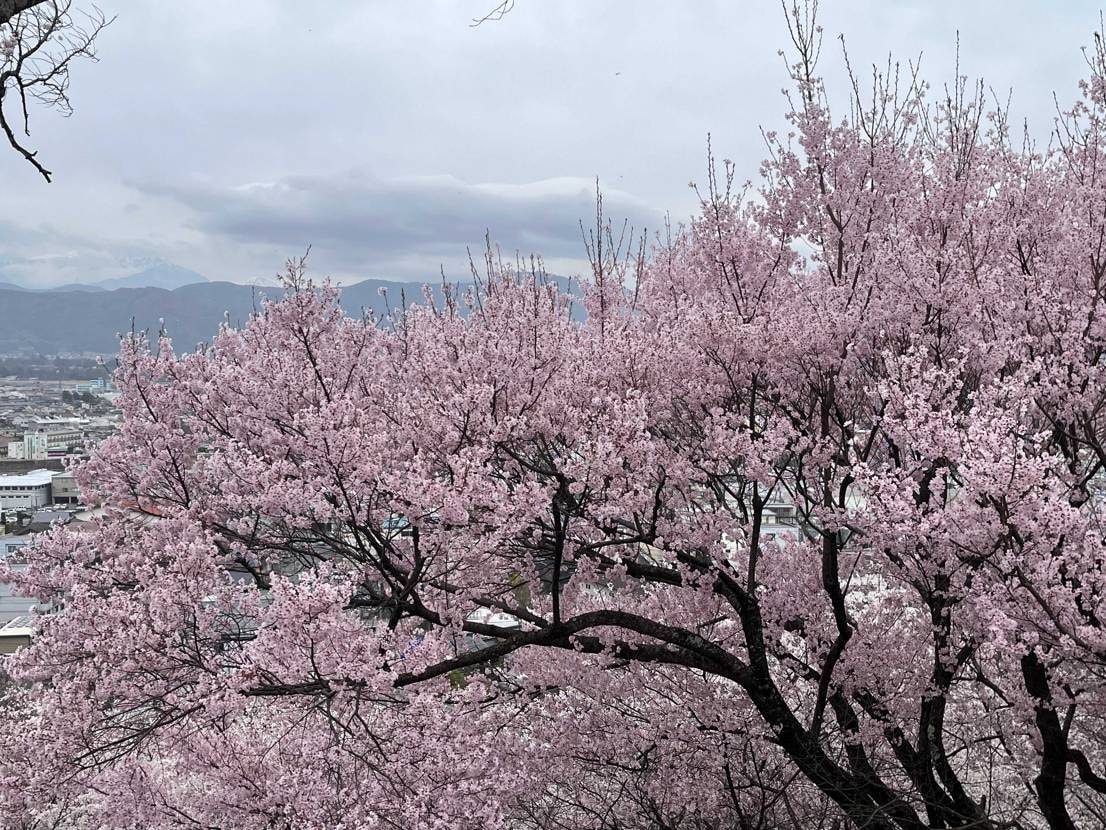 今日は弾丸帰省。
雨が降る前に桜を見ておこう