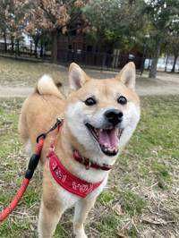 yasu