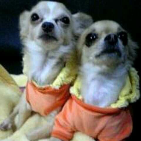 緑川 悠紀艶(出品者)