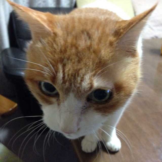 入江優太
