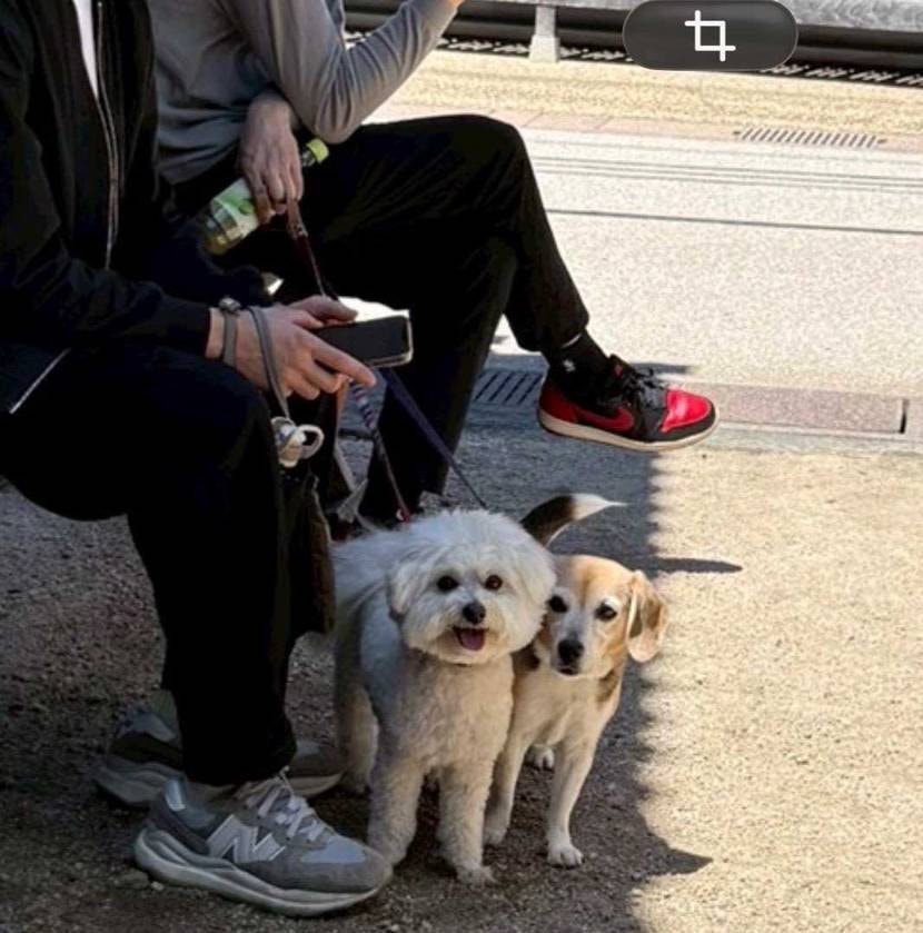 2026年と2016年
10年で犬も人間も老けたけど、せめ