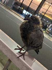 鳩(出品者)