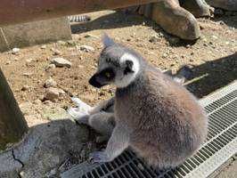 わっふる