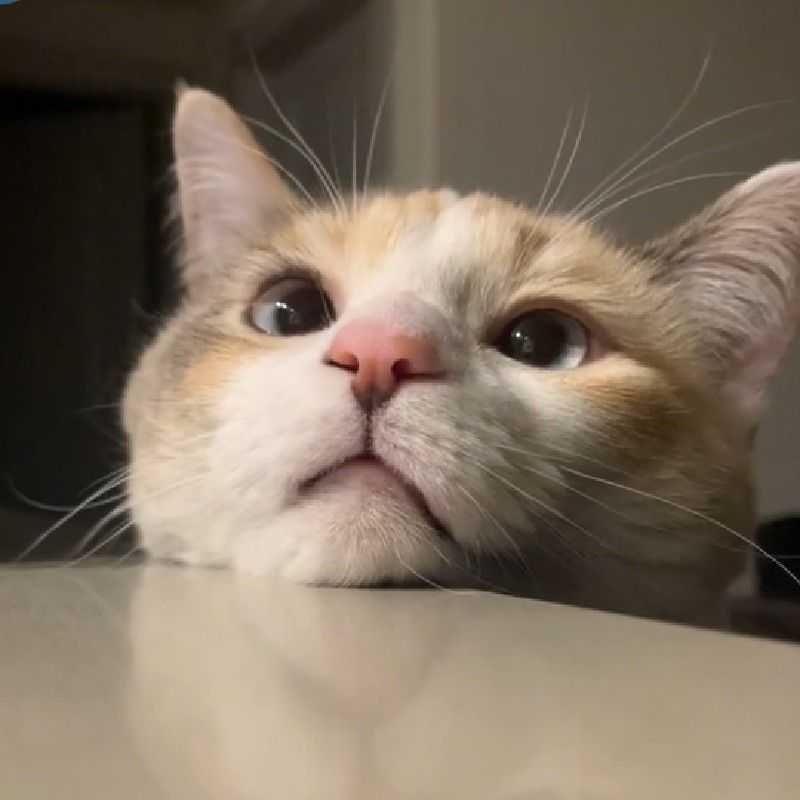 しょう