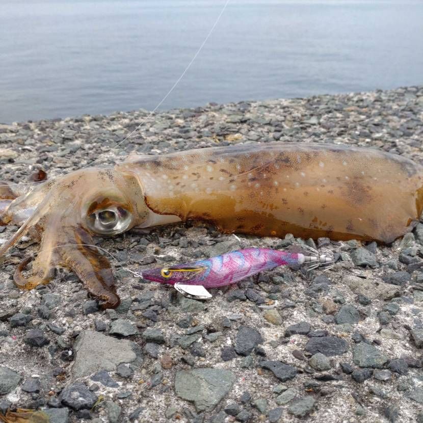 刺身でも天ぷらでも食べれる、手頃な春サイズ(1.1kg)のアオリ🦑捕獲🤤✨