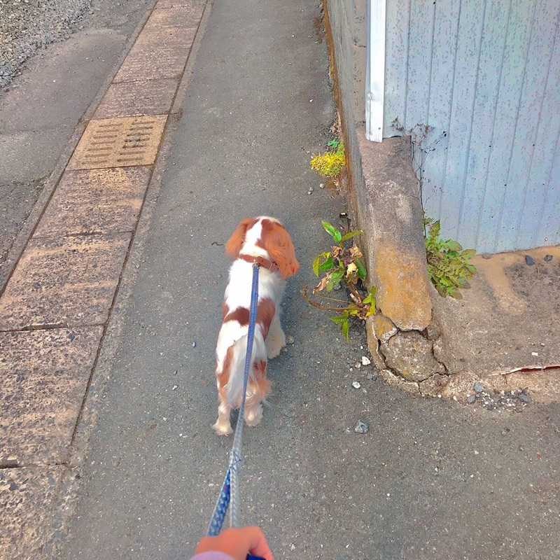 だいご