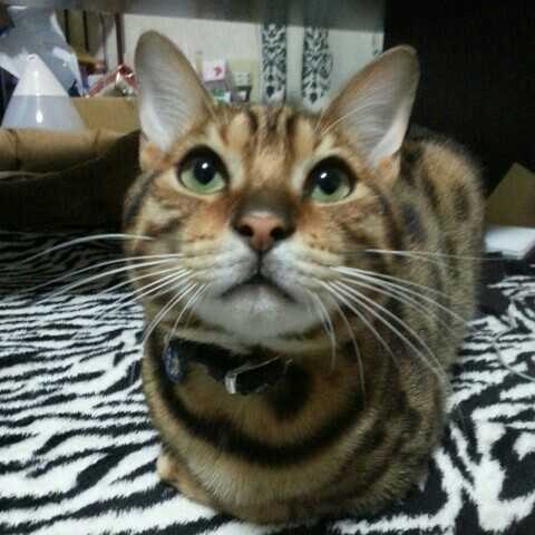 ウメナオ.