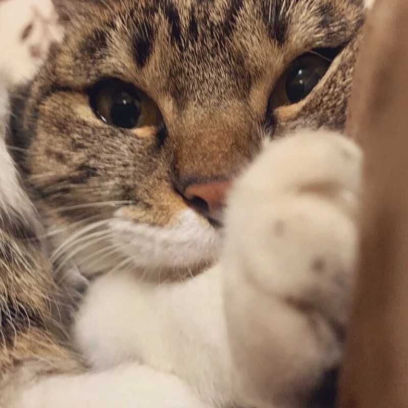 ひ?