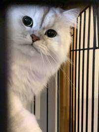 とんすけ