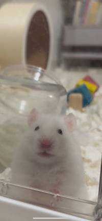 ユーザーアイコン