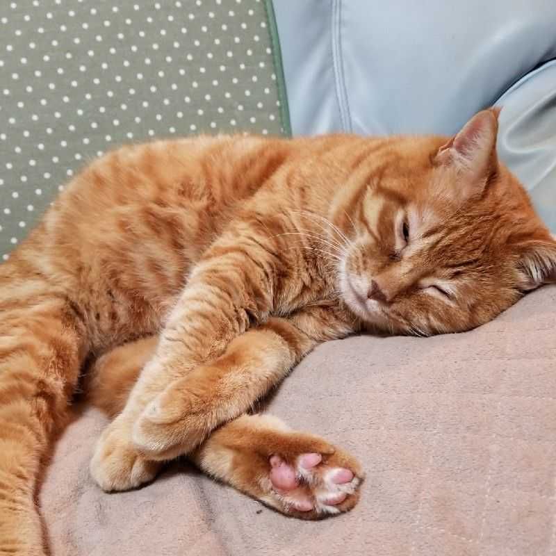 にゃんこ