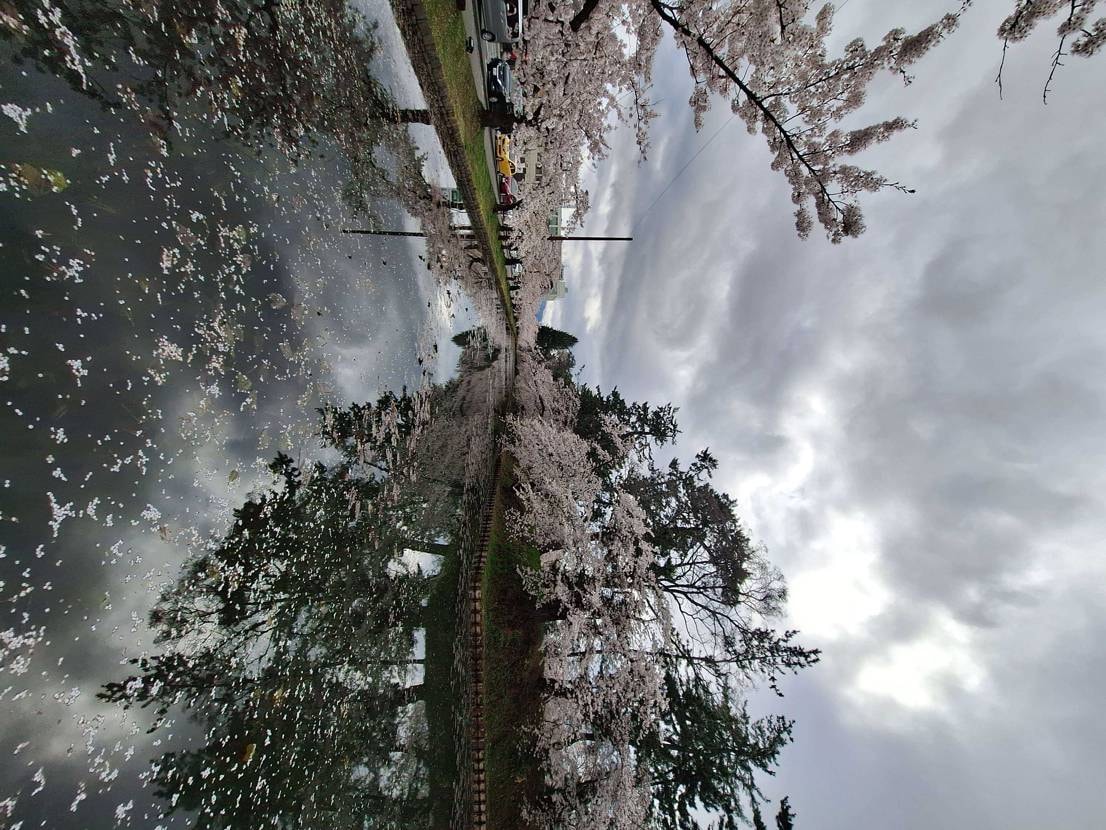 弘前に桜を見に行って来ました❕満開でした❕