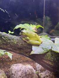 か